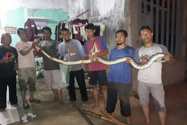 Banjir, Ular Sanca dan...