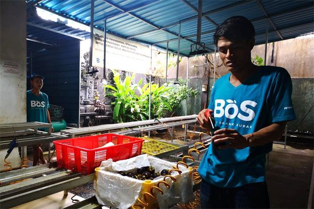 Petani Milenial Bali...