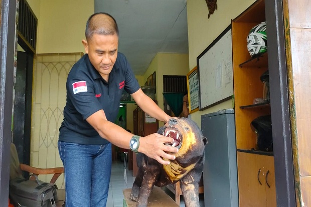 Beruang Madu Jadi Pajangan...