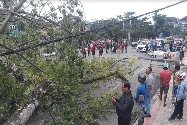 Tertimpa Pohon Tumbang,...