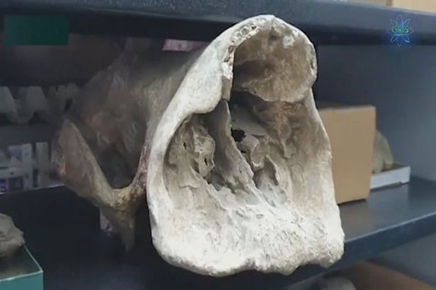 Kelompok Palaeontologis...
