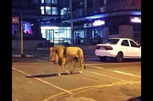 Viral Kabar Moskow Lepas...