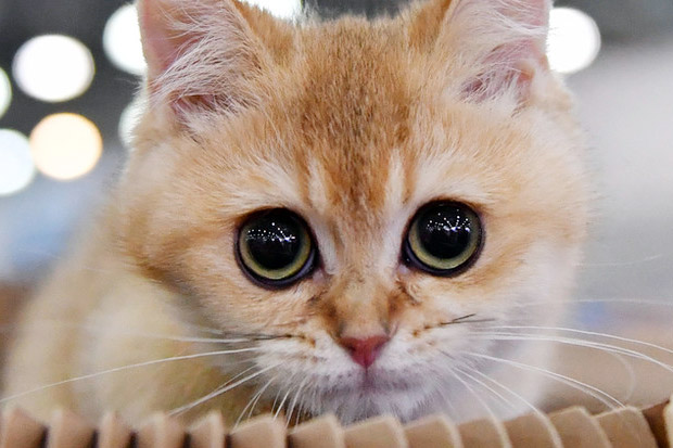 Kucing di Belgia Tertular...