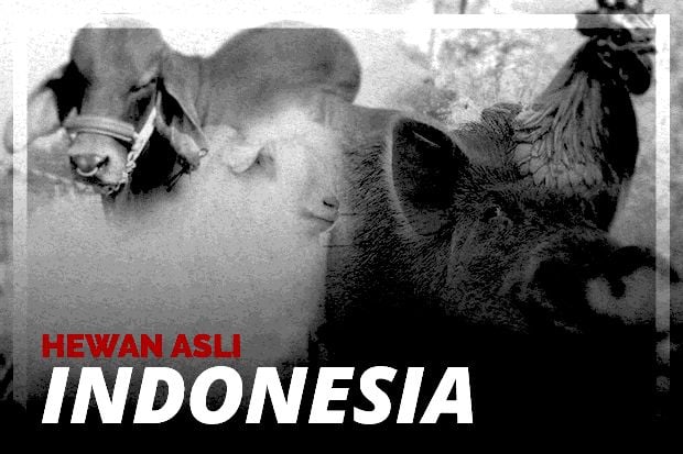 Hewan Asli Indonesia...