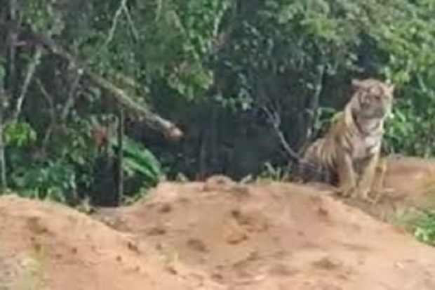 Dua Ekor Harimau Sumatera...