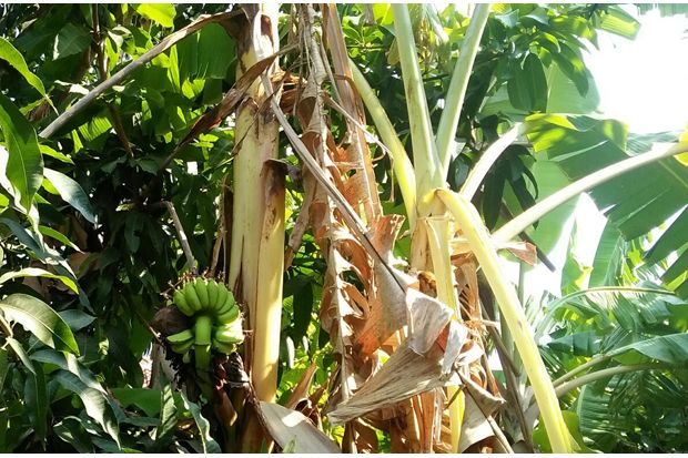 Pohon Pisang Unik di...
