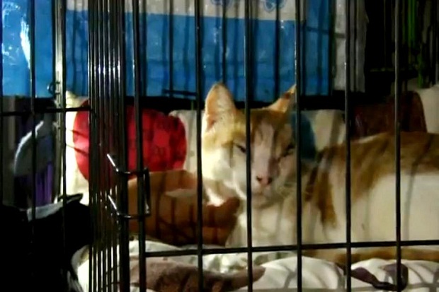 Pencinta Kucing Cirebon...