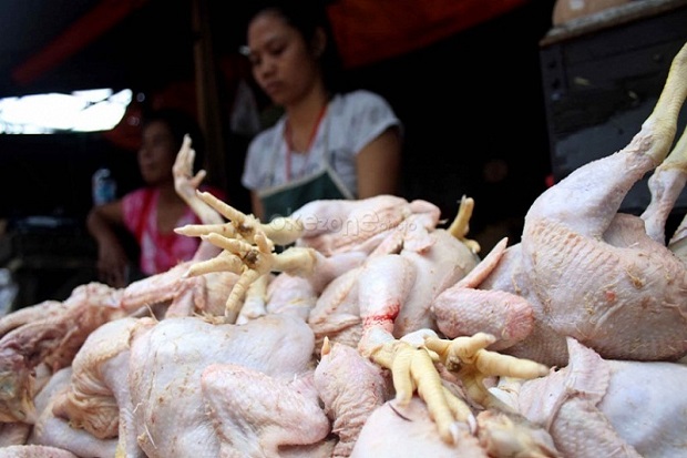 Harga Ayam Anjlok, Peternak...