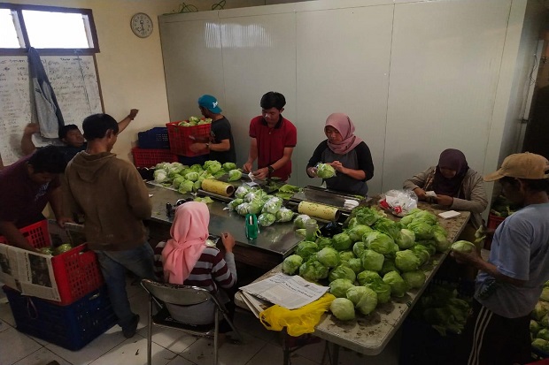 P4S Lembang Agri Pasok...