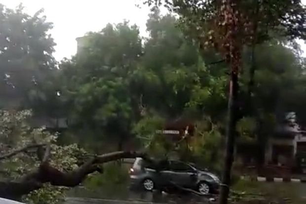 Pohon Tumbang Diterjang...