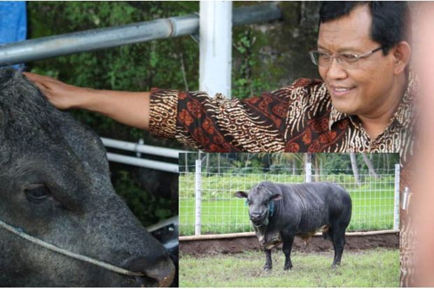 Penuhi Kebutuhan Daging...