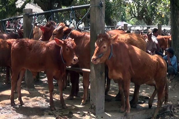 Harga Sapi Tembus Rp...
