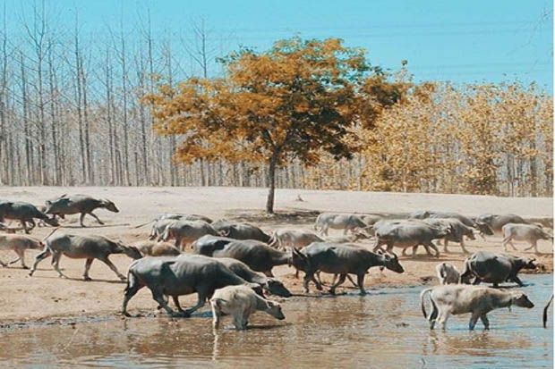 Yuk! Wisata ke Kampung...