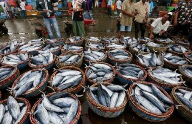 Ikan di Pelelangan Paotere...