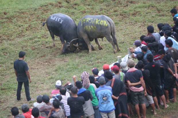 Cerita Foto : Adu Kerbau,...