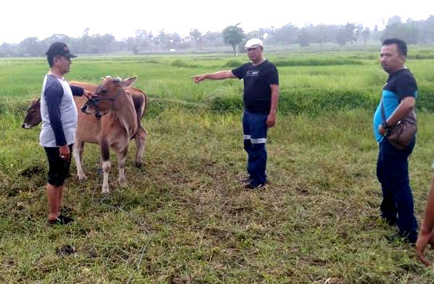 2 Sapi Curian dari Wajo...
