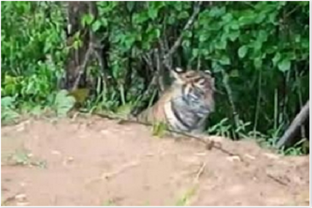 Diteror Dua Ekor Harimau,...