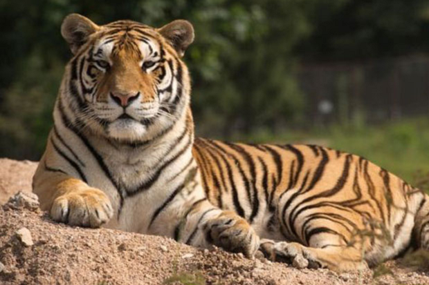 Pertama di Dunia, Harimau...