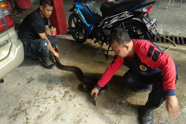 2 Ular Piton Masuk Pemukiman...
