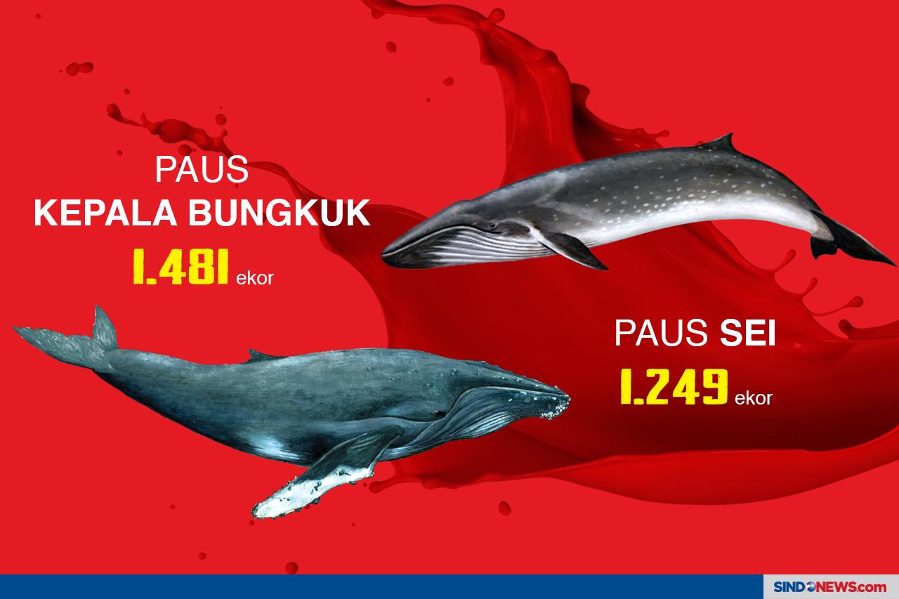 Nasib Paus Kembali Terancam...