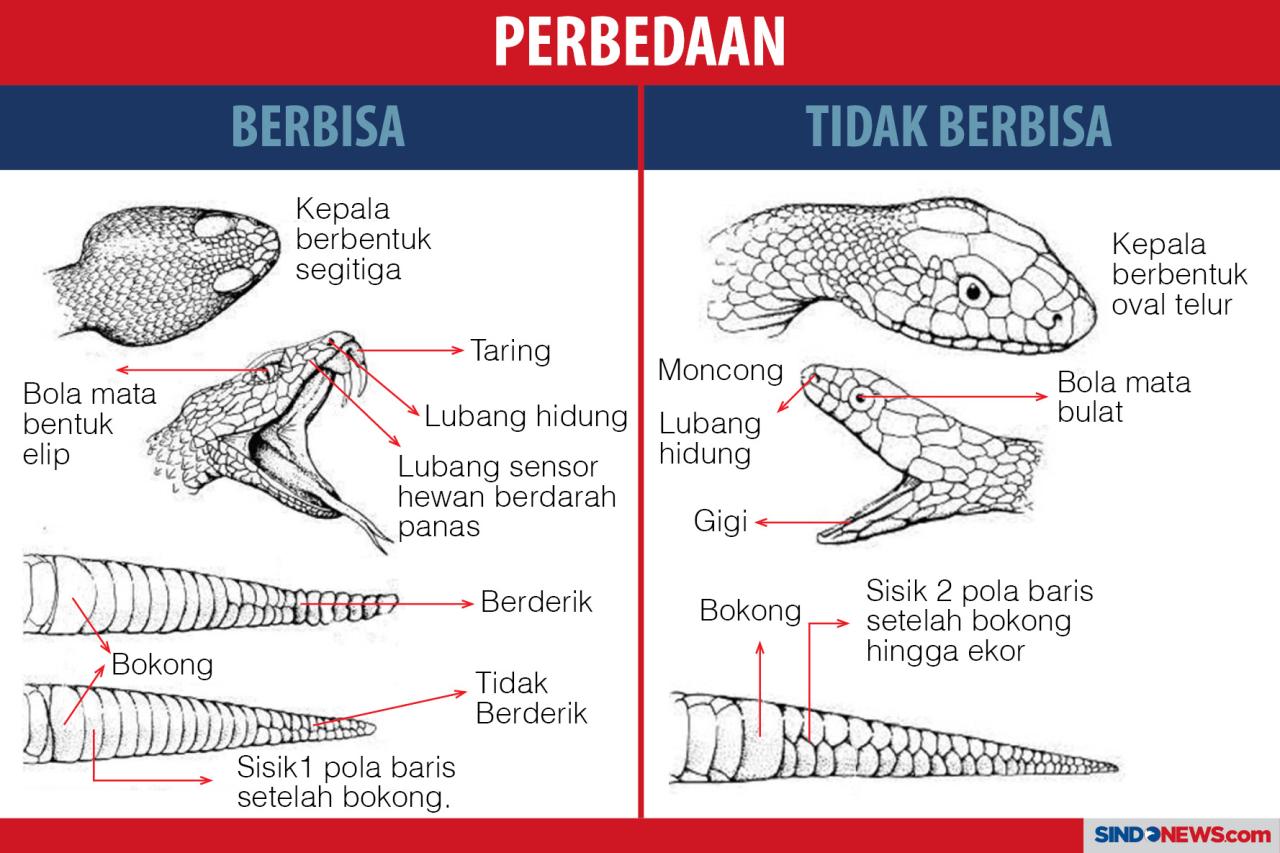 Ular, Semakin Cantik...