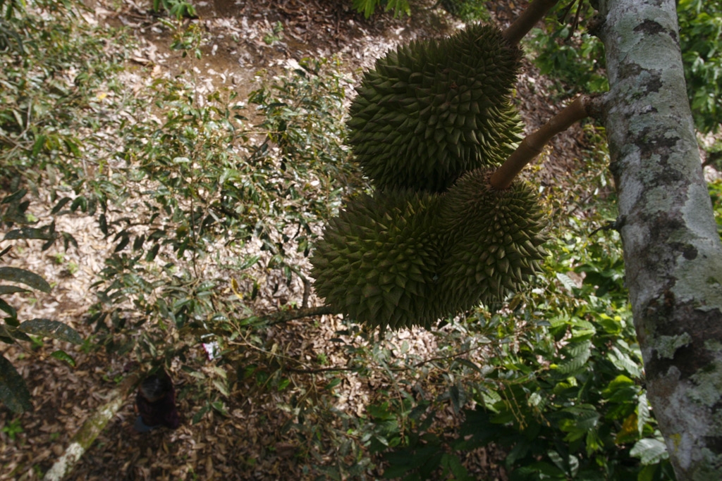 Lezatnya Durian Ginting