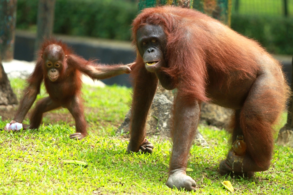 Orang Utan Ragunan