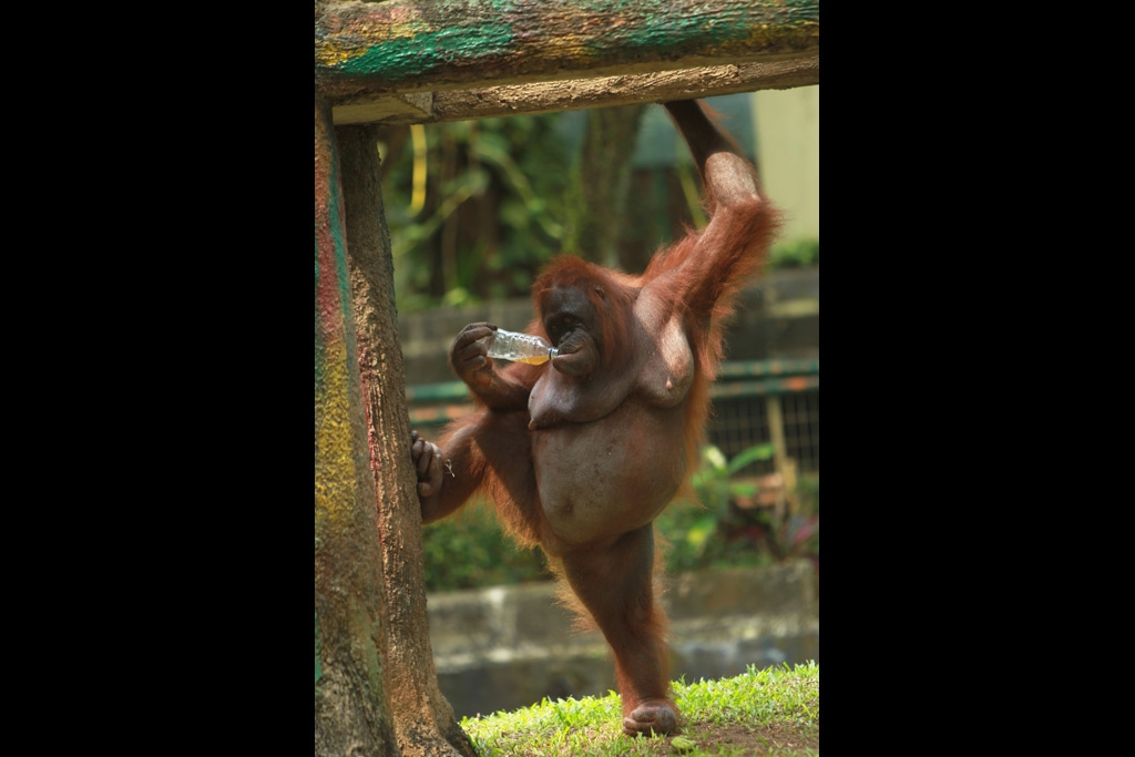 Orang Utan Ragunan