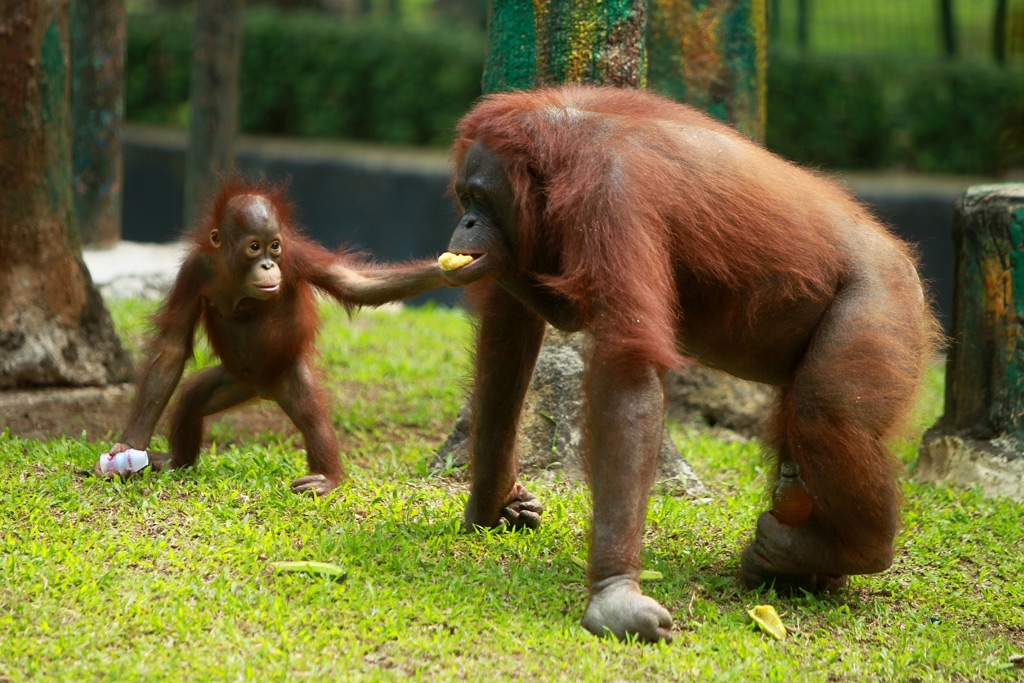 Orang Utan Ragunan