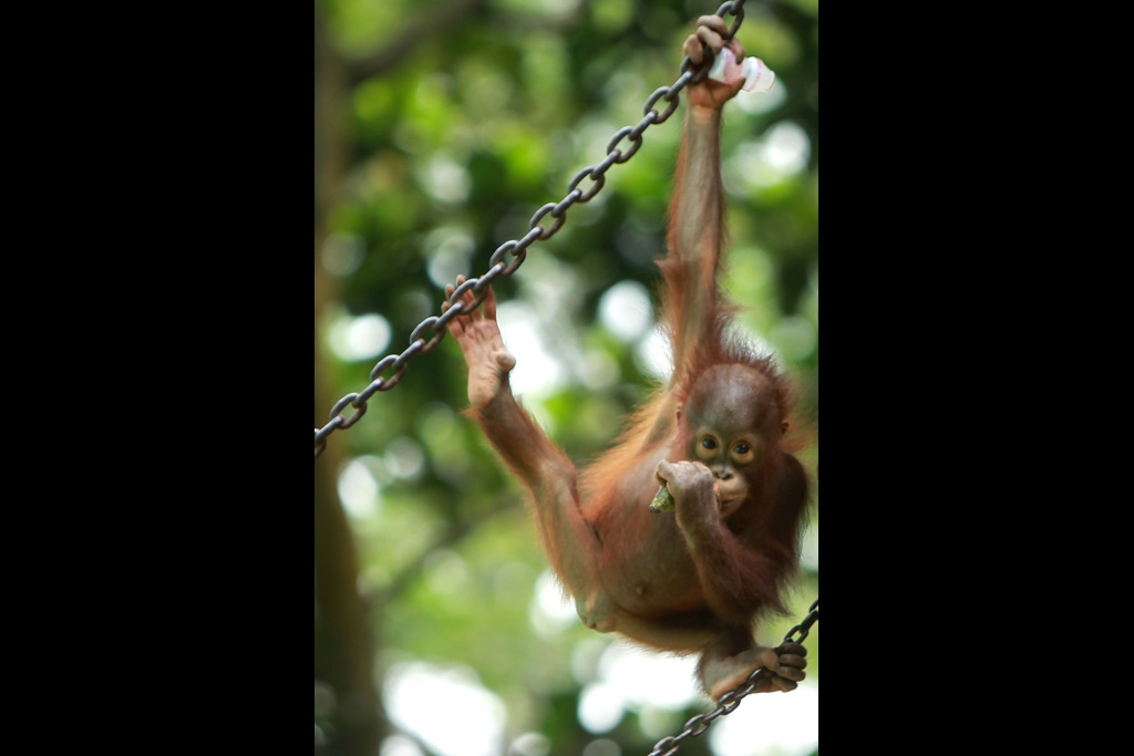 Orang Utan Ragunan