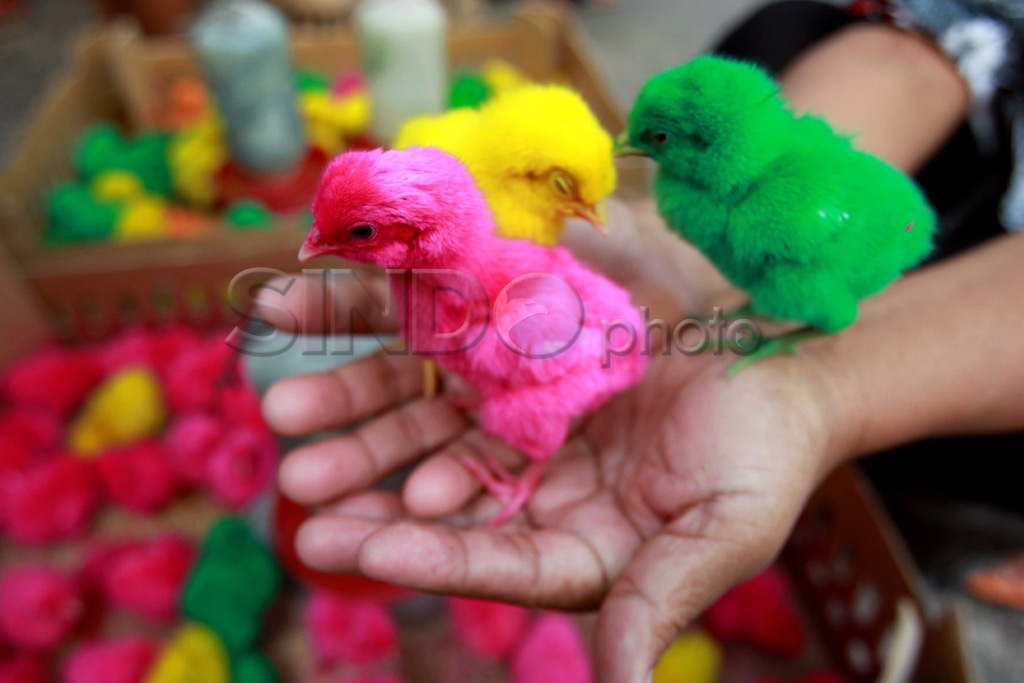 Ayam Ramadhan