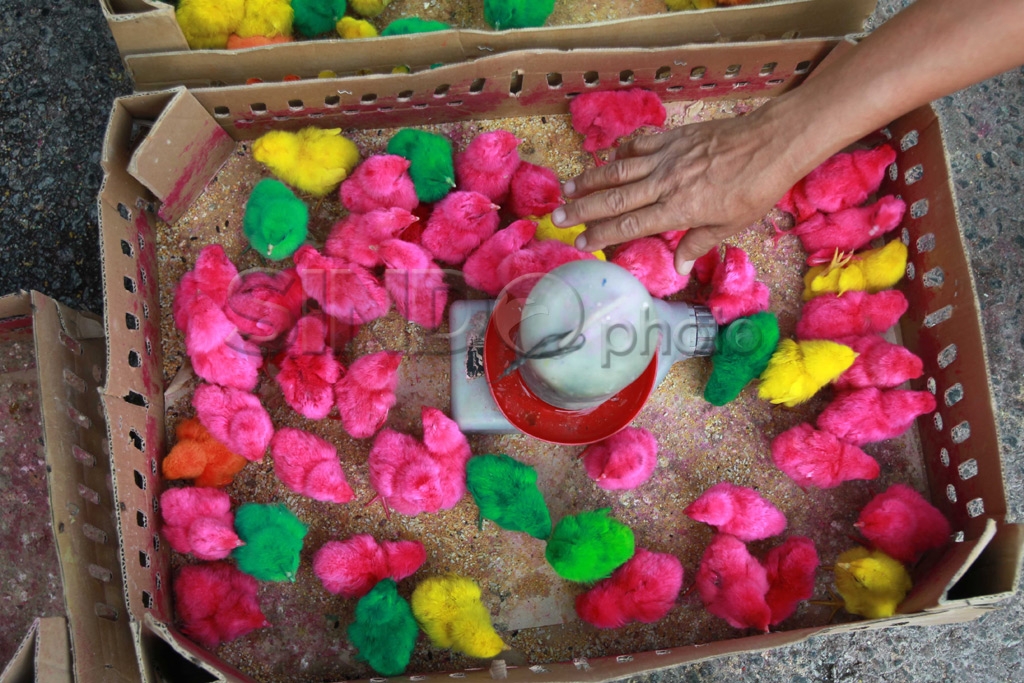 Ayam Ramadhan