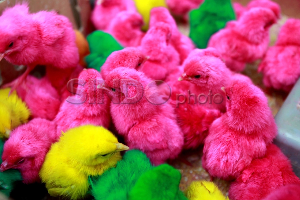 Ayam Ramadhan