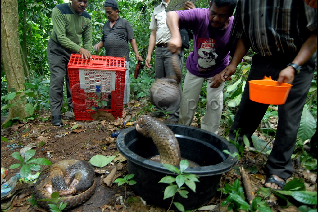 Kembali ke Habitat