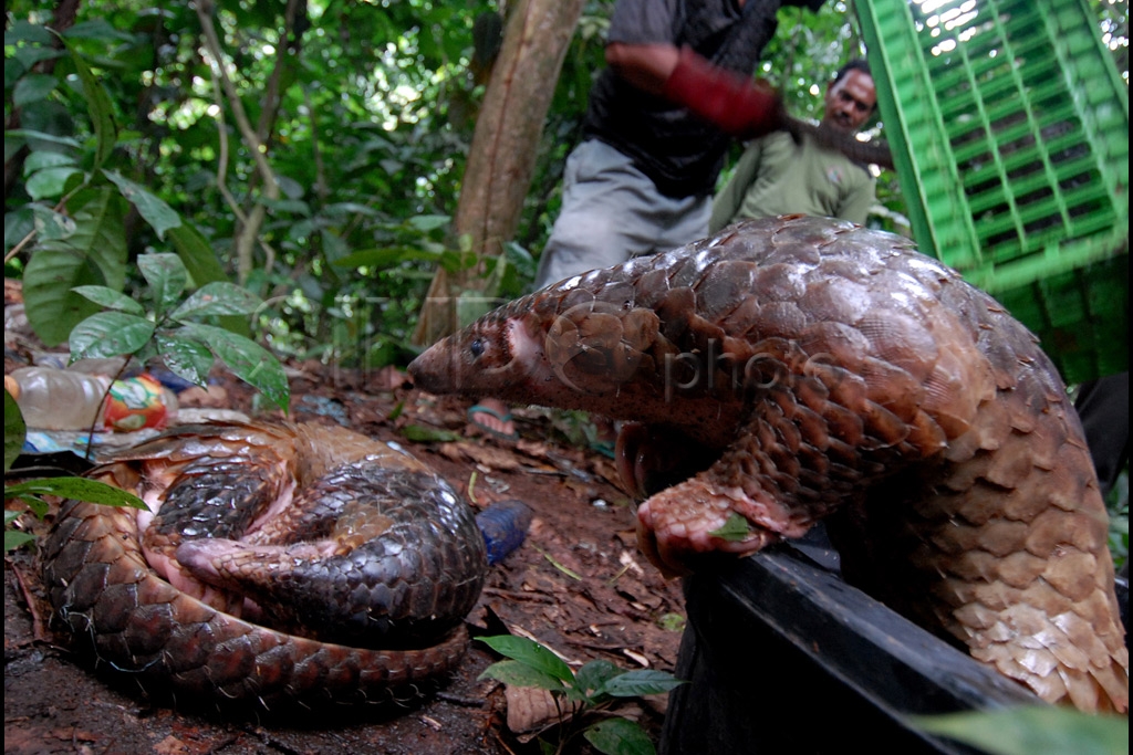 Kembali ke Habitat