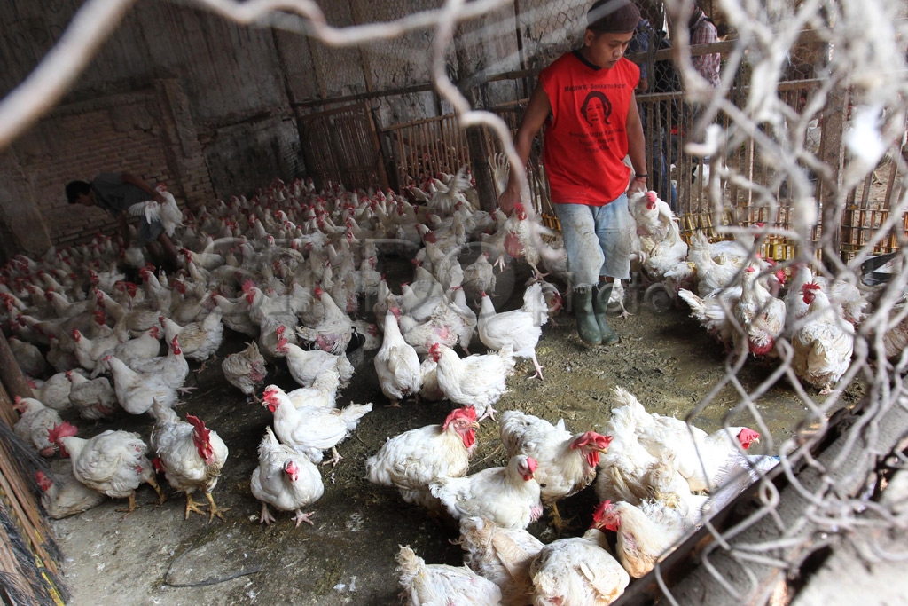 Ayam Picu Inflasi