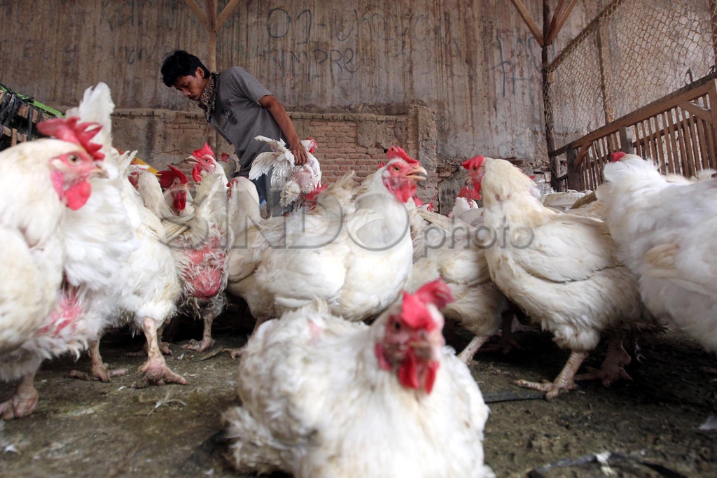 Ayam Picu Inflasi