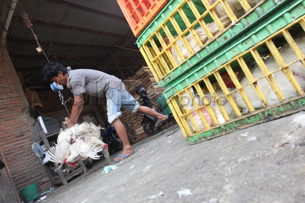 Ayam Picu Inflasi