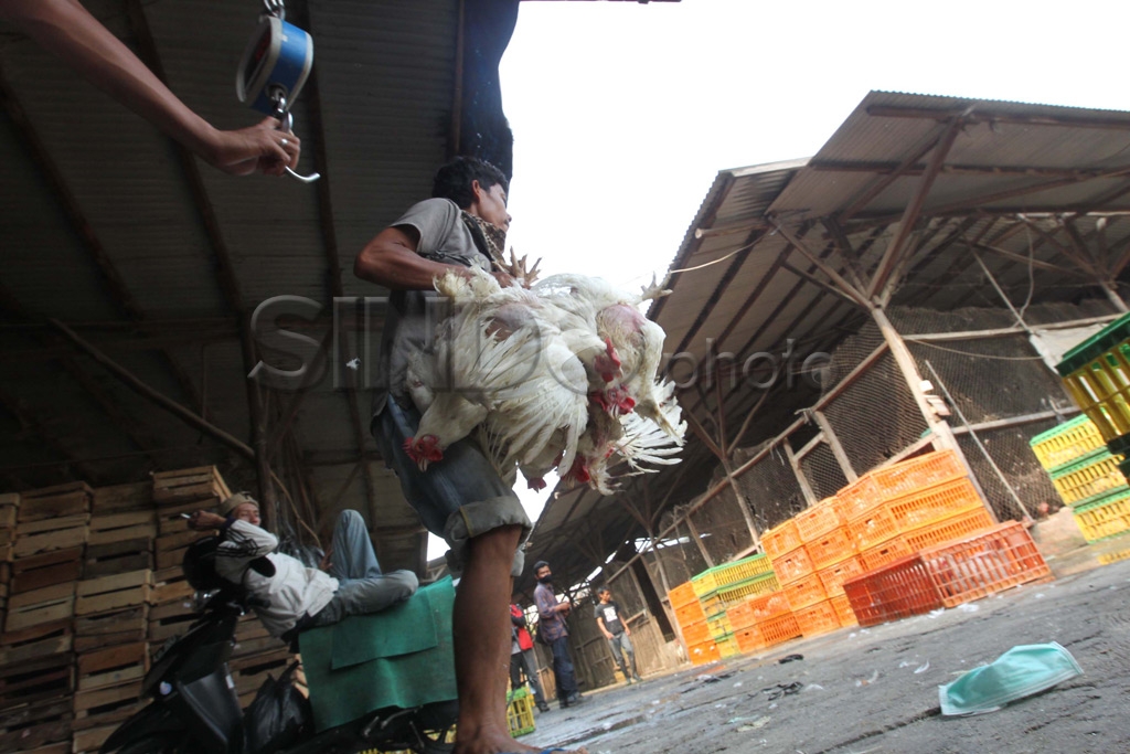 Ayam Picu Inflasi
