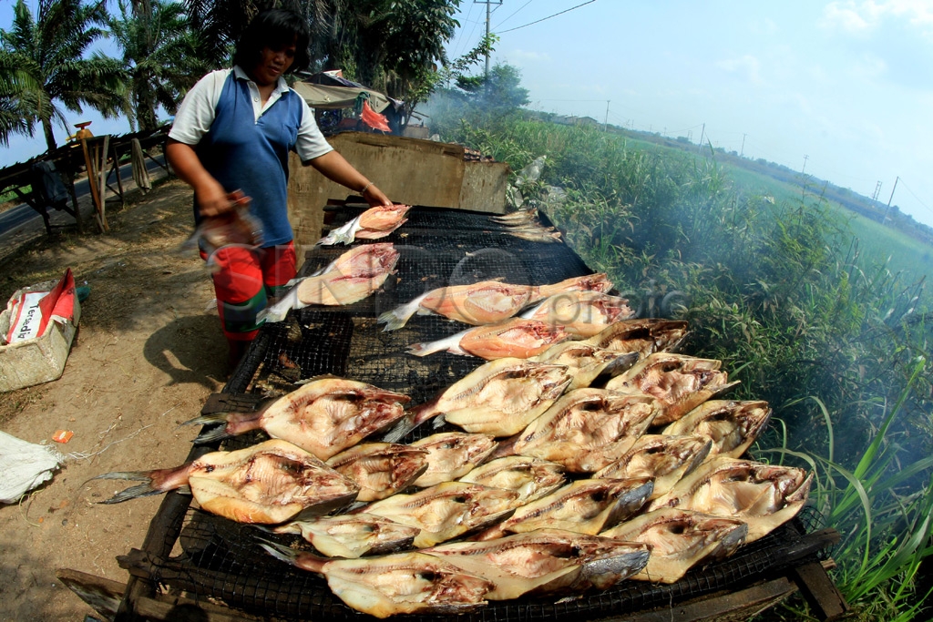 Ikan Salai