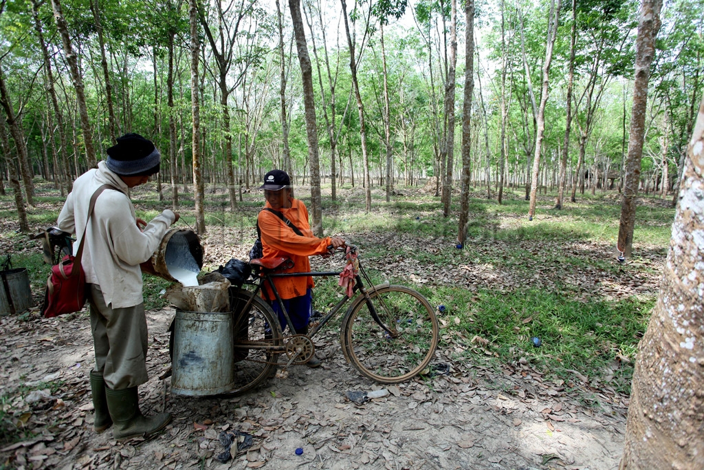 Kisah Petani Karet