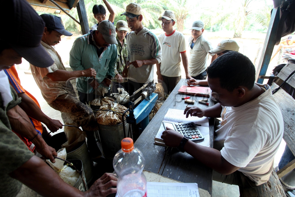 Kisah Petani Karet