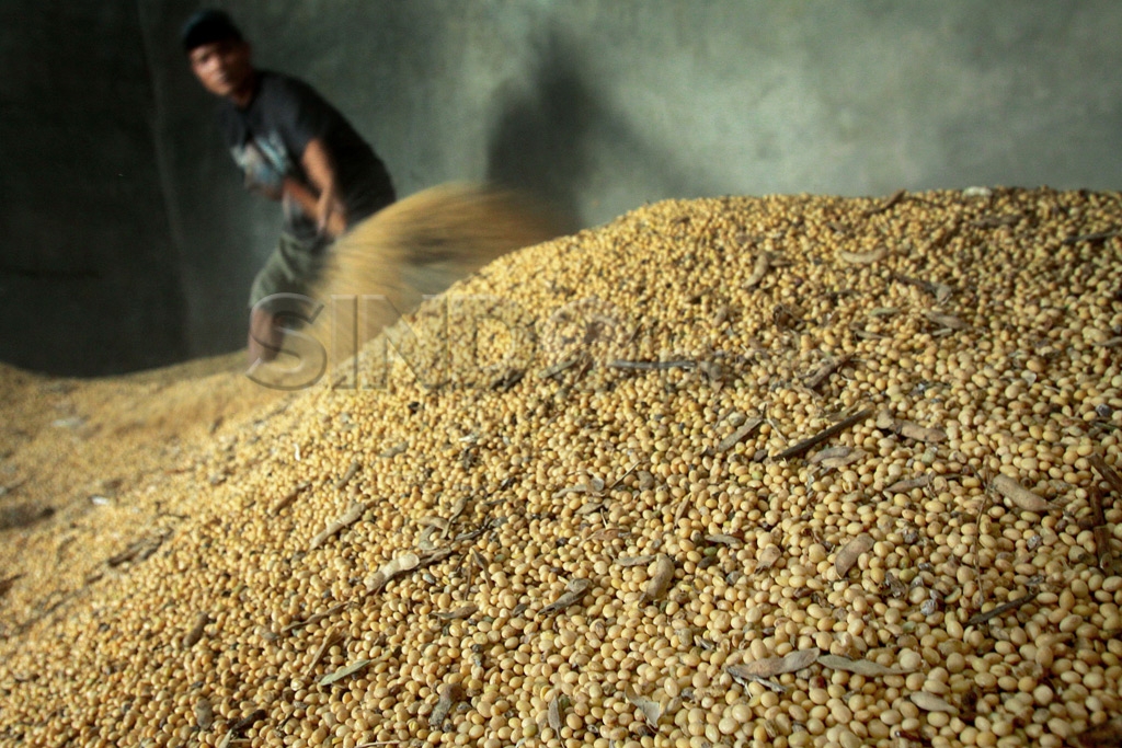 Harga Kedelai Tinggi