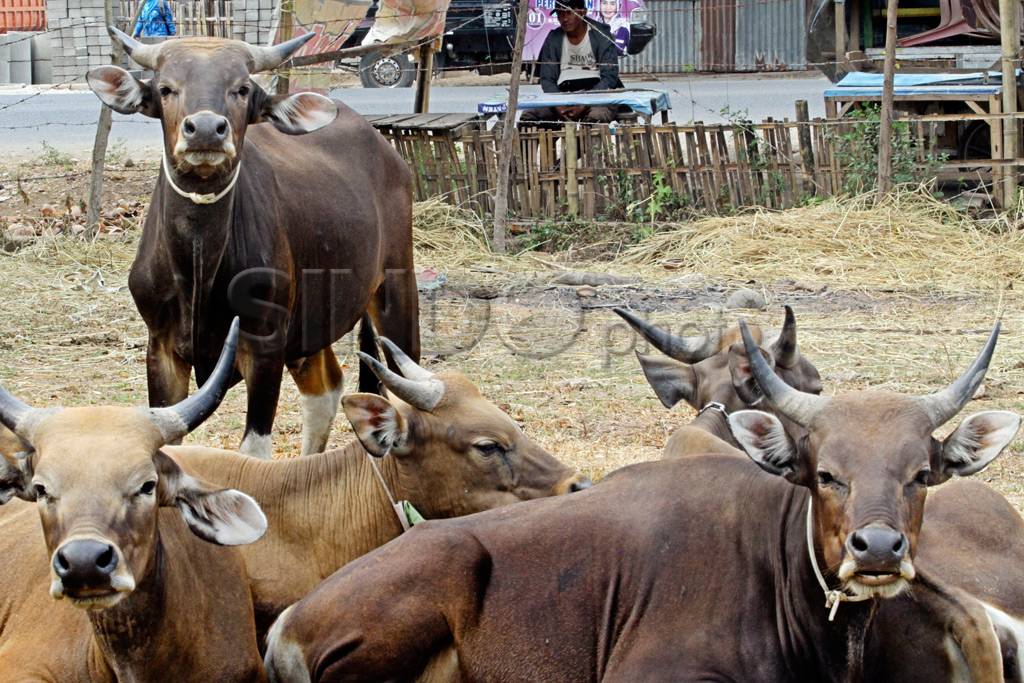 Harga Hewan Qurban