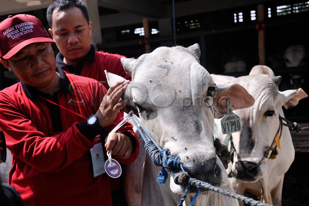 Satgas Hewan Qurban