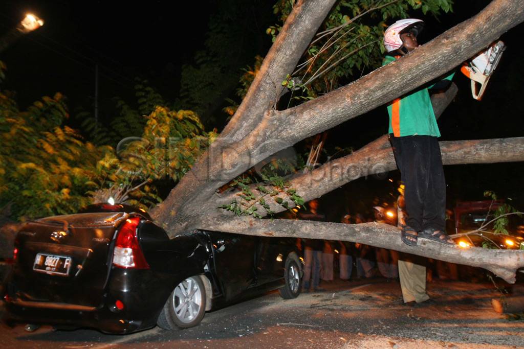 Avanza Tertimpa Pohon