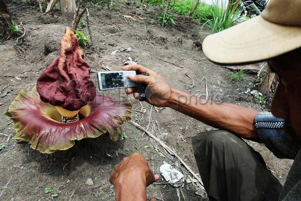 Bunga Bangkai Tarik...