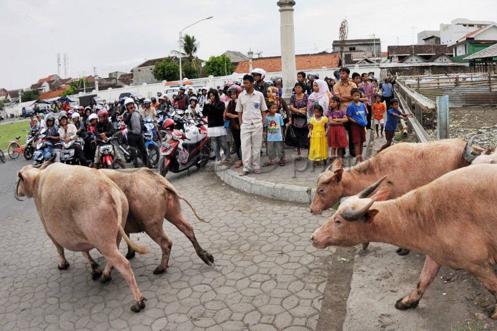 Kerbau Bule Keluar Kandang