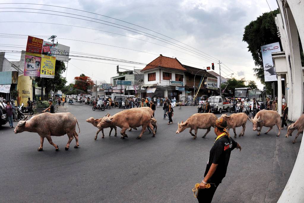 Kerbau Bule Keluar Kandang