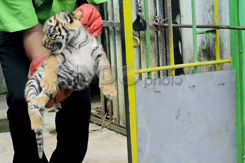 Bayi Harimau Diberi...